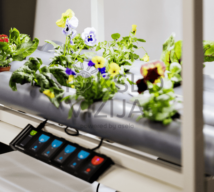 Mokinė atlieka eksperimentą su hidroponiniu augalų auginimo stendu, analizuodama duomenis.