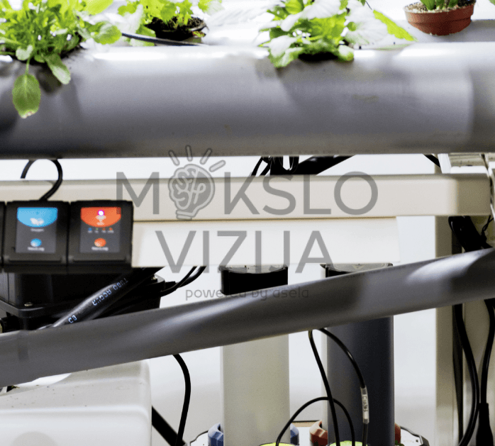 Žaliuojantys augalai hidroponinėje sistemoje, pavaizduoti šviesioje edukacinėje aplinkoje.