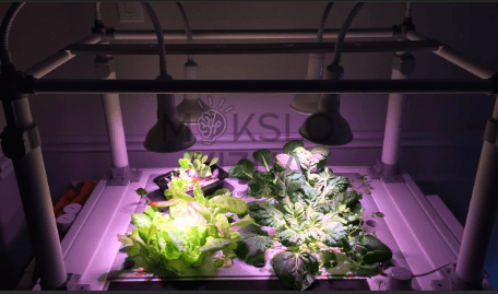 OPCOM Farm Grow Box-2 hidroponikos sistema su augalais, LED apšvietimas, patalpų auginimas ir edukacinis naudojimas.