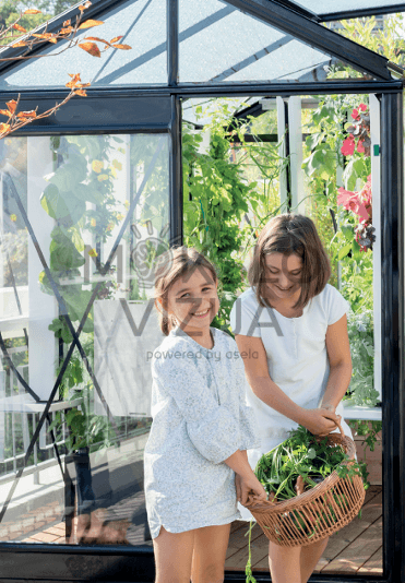 Myfood City išmanus šiltnamis, derliaus rinkimas, žalumynai auginami akvaponikos sistemoje.