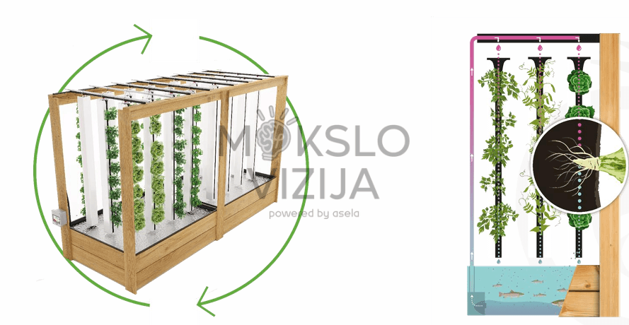 Myfood City akvaponikos veikimo schema, žuvų baseinas, vandens cirkuliacija, vertikalūs auginimo bokštai.