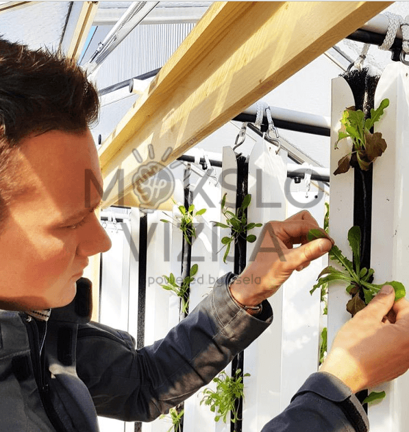 Myfood City akvaponikos vertikalūs bokštai, augalų priežiūra, salotos ir žalumynai auginami be dirvožemio.