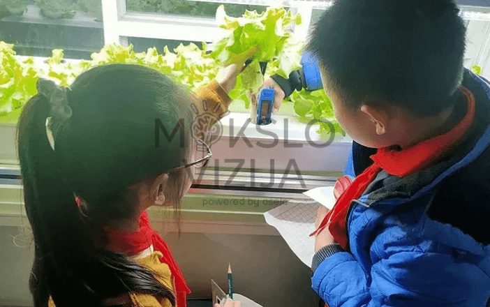Hidroponikos auginimo sistema edukacijai, mokiniai stebi ir matuoja žalumynų augimą, praktiniai tyrimai klasėje.