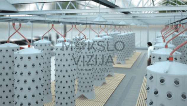 Vertikalios hidroponikos moduliai šiltnamyje, didelio tankio auginimo sistema, profesionali auginimo salė.