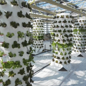 Vertikalūs hidroponikos bokštai šiltnamyje, intensyvus salotų auginimas, vertikalus auginimas mažame plote.