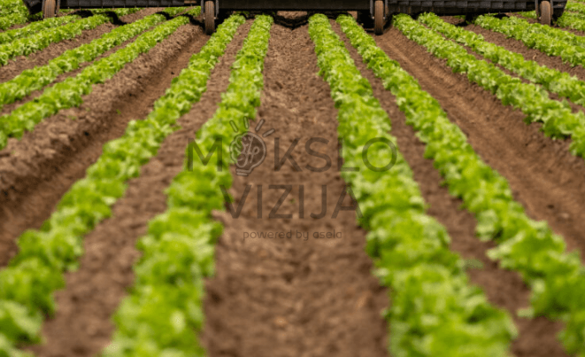 Daržovių laukas su aiškiomis augalų eilėmis ir vagomis, matomas darbinės sistemos judėjimo koridorius.