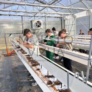 mokiniai atlieka praktinius darbus šiltnamyje su pakabinamais substratiniais auginimo kanalais ir lašelinio laistymo sistema