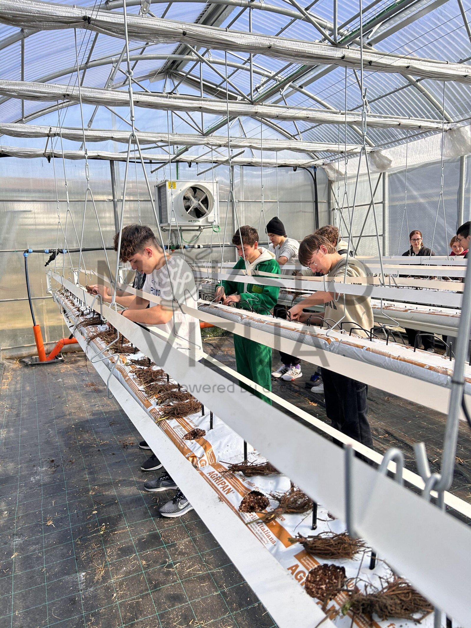 mokiniai atlieka praktinius darbus šiltnamyje su pakabinamais substratiniais auginimo kanalais ir lašelinio laistymo sistema