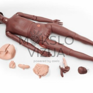 pilno kūno paciento priežiūros manekenas pro su keičiamais organais slaugos ir medicinos mokymams