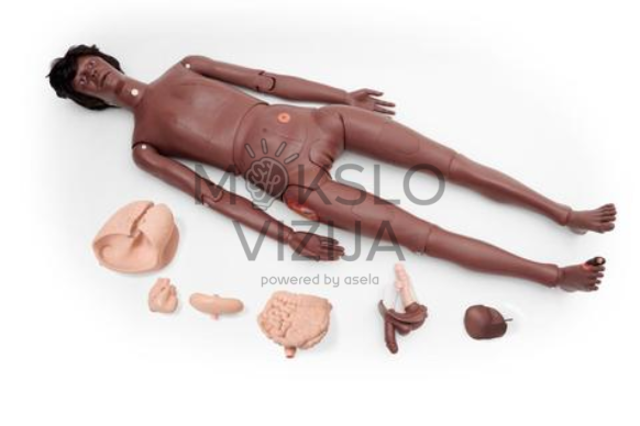 pilno kūno paciento priežiūros manekenas pro su keičiamais organais slaugos ir medicinos mokymams