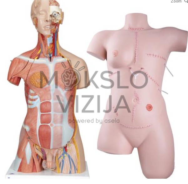 žmogaus anatomijos liemens modelis ir chirurginių procedūrų treniruoklis medicinos mokymams