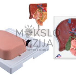 tulžies pūslės mokymo rinkinys su anatomijos modeliais ir procedūrų treniruokliu medicinos studijoms