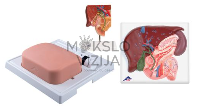 tulžies pūslės mokymo rinkinys su anatomijos modeliais ir procedūrų treniruokliu medicinos studijoms