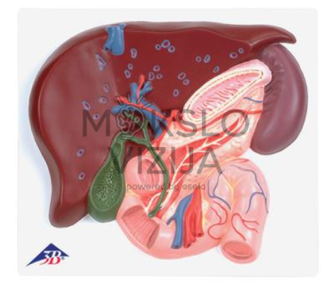 kepenų tulžies pūslės ir kasos anatomijos schema medicinos studijoms