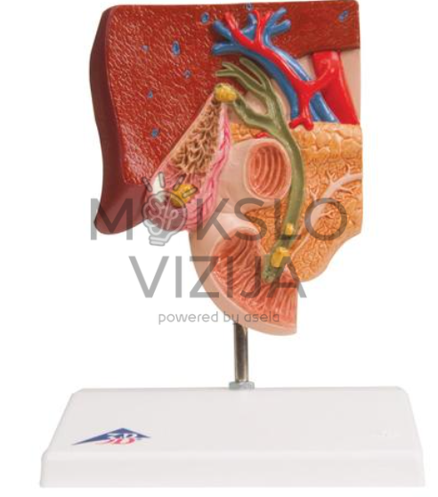 kepenų ir tulžies pūslės anatomijos modelis su tulžies latakais medicinos mokymams