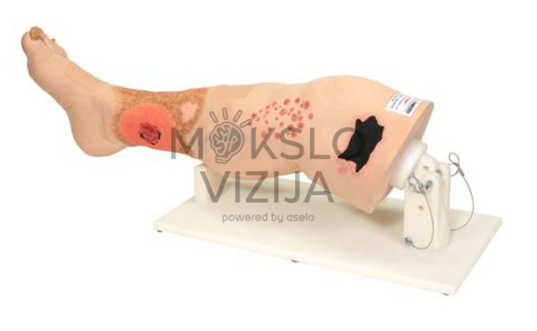 veninio nepakankamumo mokymo kojos modelis su įvairių tipų žaizdų imitacijomis