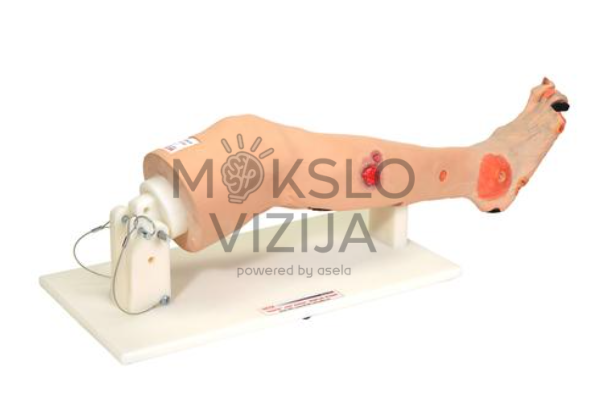 arterinio nepakankamumo kojos modelis su įvairiomis opomis medicinos ir slaugos mokymui