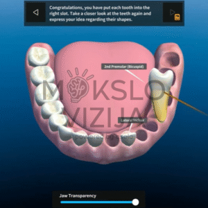 Virtuali 3D dantų anatomijos programa, kurioje rodomas žandikaulis su pažymėtais dantimis ir mokymosi sąsaja
