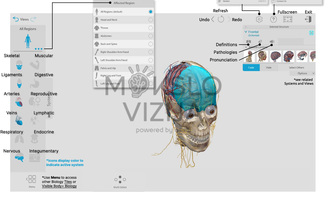 3D žmogaus galvos ir kūno anatomijos modeliai su pažymėtomis sistemomis ir mokymosi sąsaja