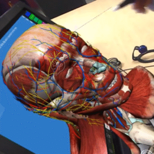 3D žmogaus galvos anatomijos modelis su nervų ir kraujagyslių sistema rodomas interaktyviame ekrane