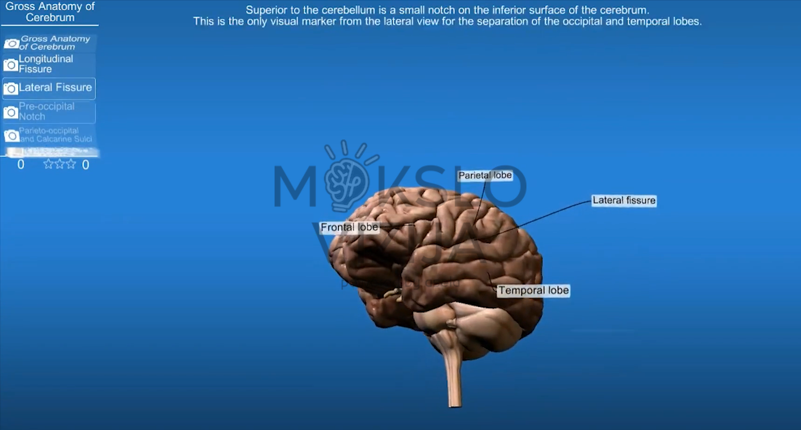 3D žmogaus smegenų modelis su pažymėtomis skiltimis ir anatomijos mokymo sąsaja kompiuterio ekrane