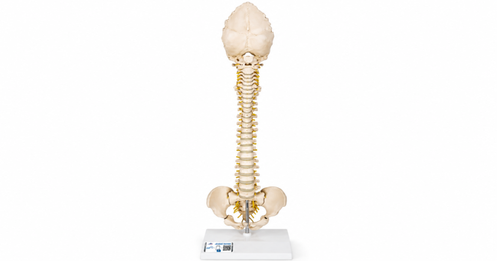 Anatominiai modeliai biologijos pamokose – žmogaus stuburo modelis