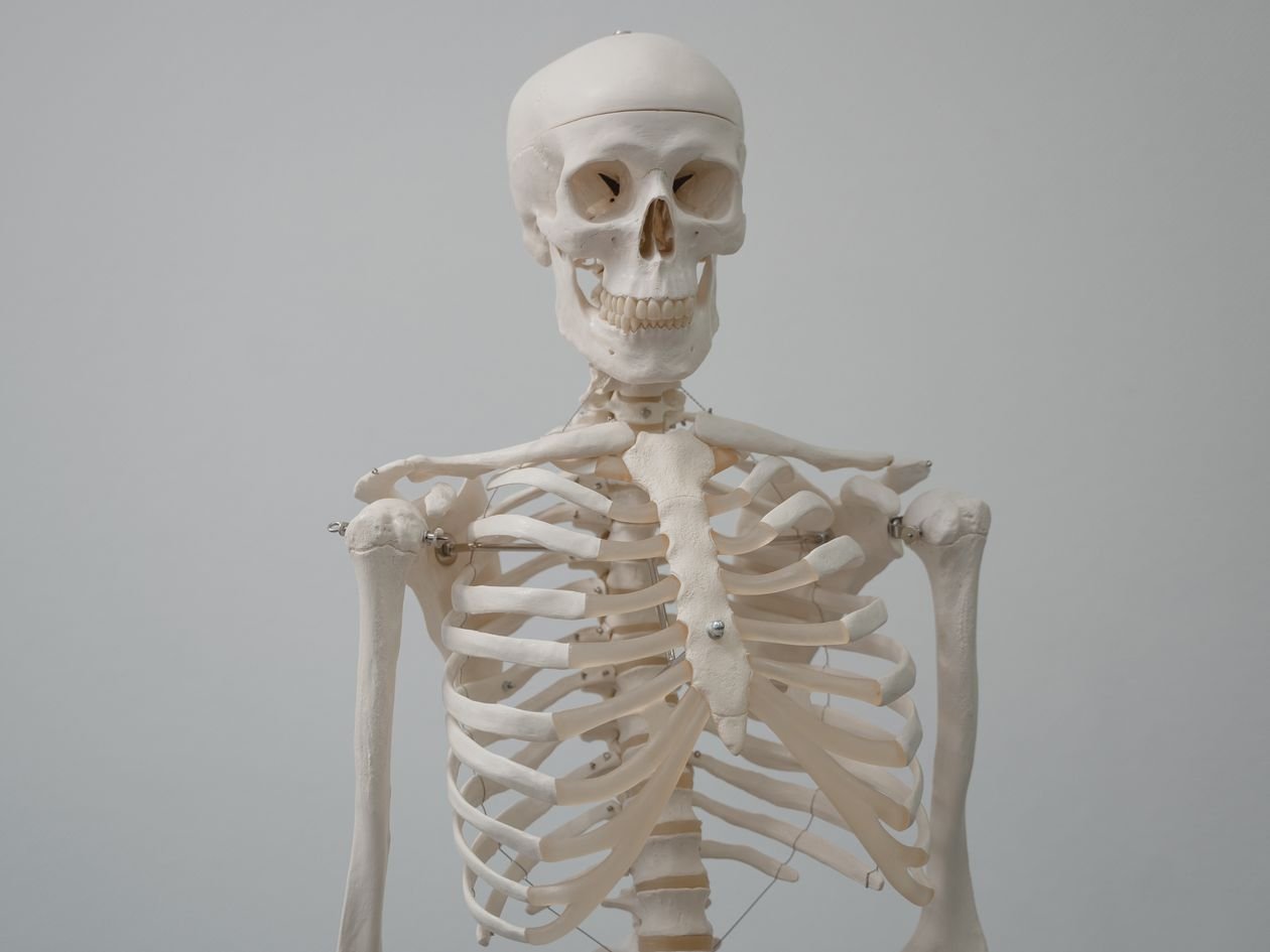 Anatominiai modeliai biologijos pamokoms
